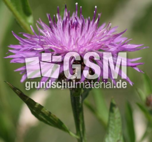 Wiesenflockenblume.jpg